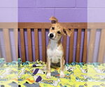 Small #1 Labrador Retriever Mix