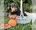 Remington - Male Dachshund Puppy for Sale - Photo #4