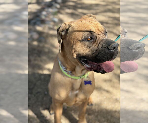 Medium Photo #6 Mastiff Puppy For Sale in Goodyear, AZ, USA