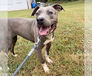 Honda:  At shelter - Female Mutt Dog for Adoption - Photo #3
