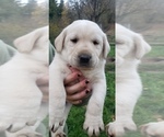 Puppy White male Labrador Retriever