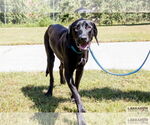 Small #3 Labrador Retriever