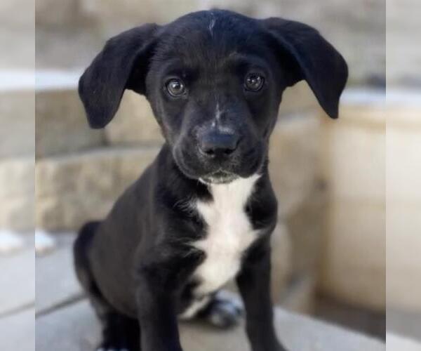 Medium Photo #6 Labrador Retriever-Unknown Mix Puppy For Sale in San Diego, CA, USA