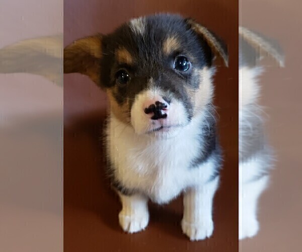 Medium Photo #5 Pembroke Welsh Corgi Puppy For Sale in KINGSVILLE, MO, USA