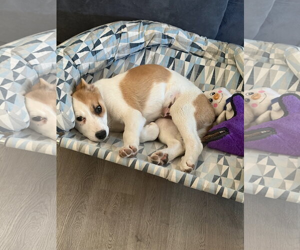 Medium Photo #7 Collie-Unknown Mix Puppy For Sale in Sandy, UT, USA