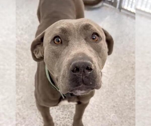 Medium Photo #3 Staffordshire Bull Terrier Puppy For Sale in Houston, TX, USA