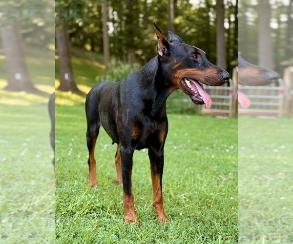 Medium Photo #5 Doberman Pinscher Puppy For Sale in NEWTON, NC, USA