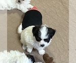 Small Photo #5 ShihPoo Puppy For Sale in GLOUCESTER, VA, USA