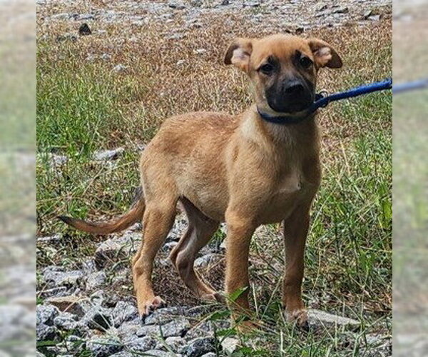 Medium Photo #2 Labrador Retriever-Unknown Mix Puppy For Sale in Wetumpka, AL, USA