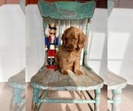 Small Photo #4 Goldendoodle (Miniature) Puppy For Sale in WEST POINT, KY, USA