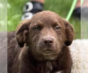 Chocolate Labrador retriever-Unknown Mix Dogs for adoption in Yardley, PA, USA
