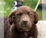 Small Chocolate Labrador retriever Mix