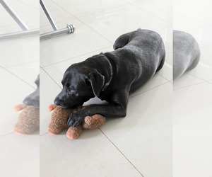 Father of the Labrador Retriever puppies born on 03/18/2025