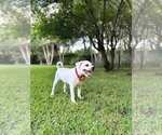 Small Photo #4 Maltipoo Puppy For Sale in Miami, FL, USA