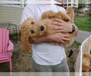 Goldendoodle Puppy for sale in GREENVILLE, PA, USA