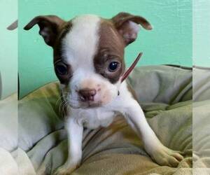 Boston Terrier Puppy for sale in MECHANICSVILLE, MD, USA
