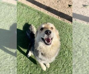 Gerberian Shepsky Dogs for adoption in HESPERIA, CA, USA