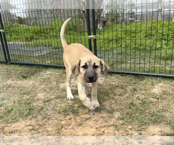 Medium Photo #3 Anatolian Shepherd-Rhodesian Ridgeback Mix Puppy For Sale in Higley, AZ, USA