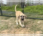 Small #2 Anatolian Shepherd-Rhodesian Ridgeback Mix