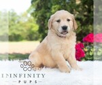 Small #4 Golden Retriever