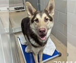 Small #3 German Shepherd Dog-Huskies  Mix