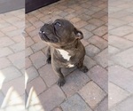 Small Photo #2 American Bully Puppy For Sale in PHOENIX, AZ, USA