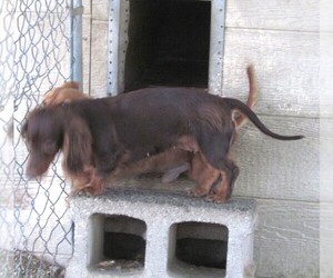 Mother of the Dachshund puppies born on 06/10/2025
