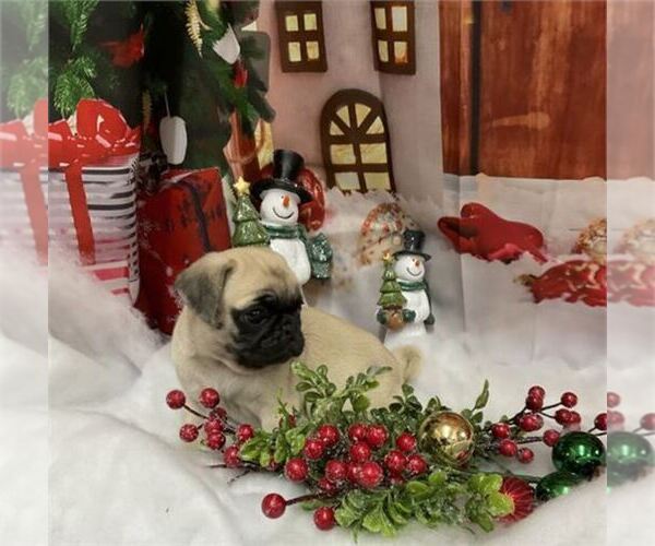 Medium Photo #7 Pug Puppy For Sale in PEMBROKE PINES, FL, USA