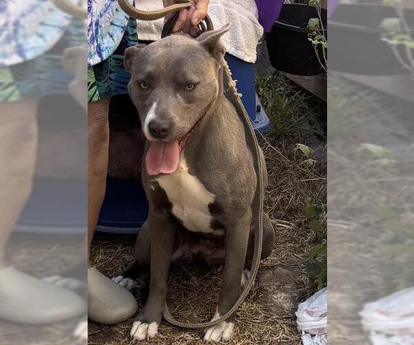 Medium Photo #1 American Staffordshire Terrier Puppy For Sale in San Antonio, TX, USA