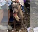 Small American Staffordshire Terrier