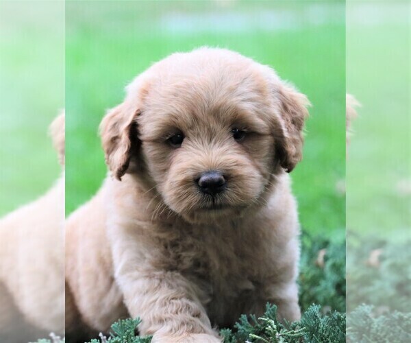 Medium Photo #3 Labradoodle Puppy For Sale in SYRACUSE, IN, USA