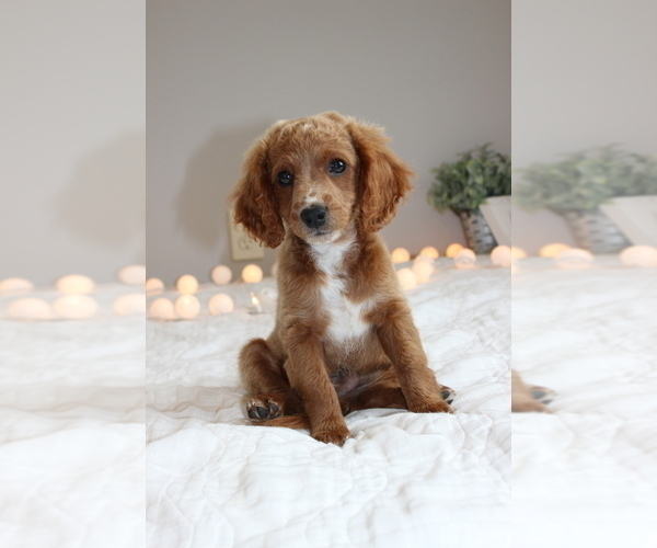 Medium Photo #6 Cavapoo Puppy For Sale in MEADVILLE, PA, USA
