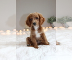 Small Photo #6 Cavapoo Puppy For Sale in MEADVILLE, PA, USA