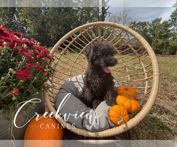 Medium Photo #5 Schnoodle (Miniature) Puppy For Sale in NIANGUA, MO, USA