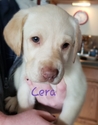 Small Photo #1 Sheprador Puppy For Sale in CONCORD, NH, USA