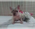 Small Photo #7 French Bulldog Puppy For Sale in GULLIVER, MI, USA