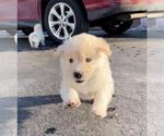 Small Photo #5 Golden Retriever-Samoyed Mix Puppy For Sale in HUBERTUS, WI, USA