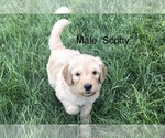 Puppy 3 Labradoodle-Unknown Mix