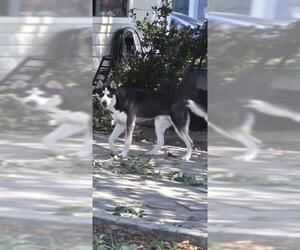 Siberian Husky-Unknown Mix Dogs for adoption in San Antonio, TX, USA