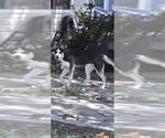 JUAN - Male Siberian Husky-Unknown Mix Dog for Adoption - Small photo