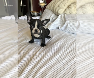 French Bulldog Puppy for sale in SAN DIEGO, CA, USA