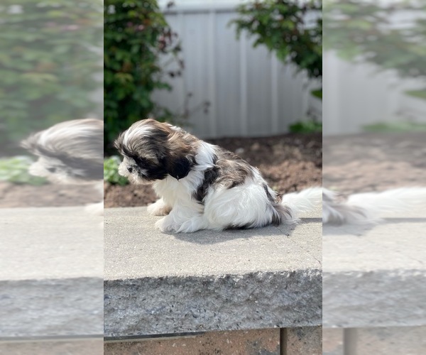 Medium Photo #4 Shih Tzu Puppy For Sale in CANOGA, NY, USA