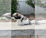 Small #3 Shih Tzu