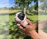 Small Photo #21 Boston Terrier Puppy For Sale in COTTONWOOD, CA, USA