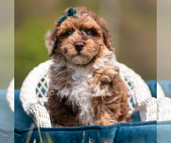 Medium Photo #4 Poodle (Miniature) Puppy For Sale in WARSAW, IN, USA