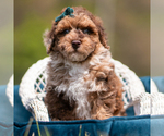 Small #3 Poodle (Miniature)