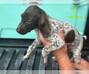 German Shorthaired Pointer Puppy for sale in BONIFAY, FL, USA