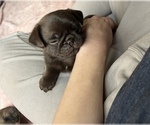 Small #7 Pug