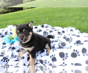 Shiba Inu Puppy for sale in SHILOH, OH, USA