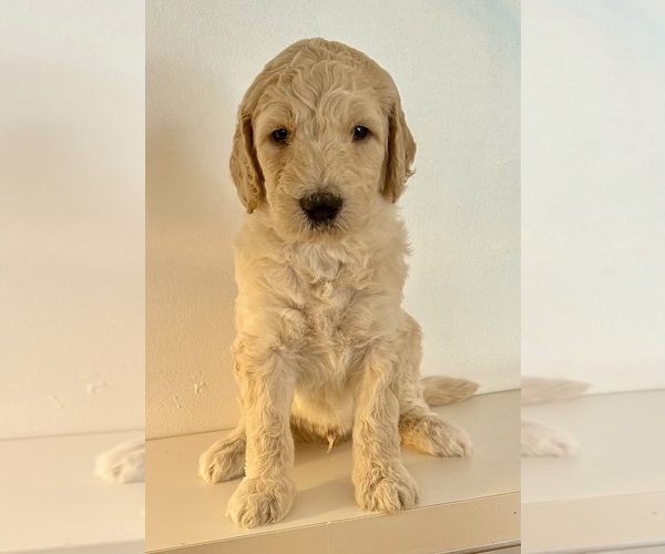 Medium Photo #1 Goldendoodle mix (+ Poodle Standard) Puppy For Sale in CHATEAUGAY, NY, USA
